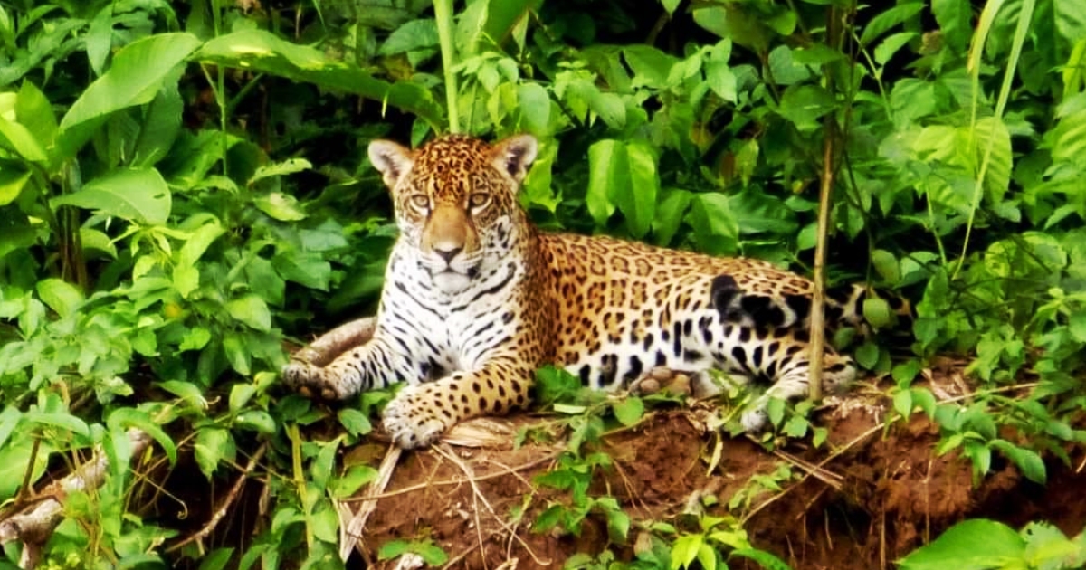 Fauna en el Parque Madidi (Foto: Mauricio Pacheco)
